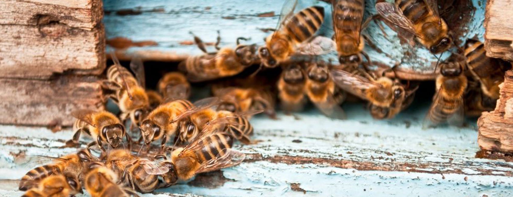 Our Story as Beekeepers and Bee Removal Service - Honey Bee Rescue