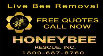 Honey Bee Rescue Inc. team performing a live bee removal