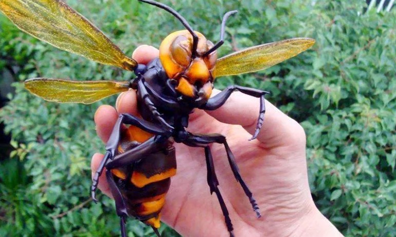 Giant Hornets The Bee Rescue