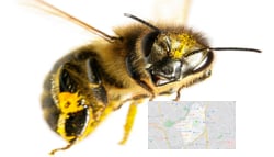Bee Removal - Lake Highlands width=
