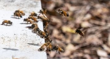 nesting bees honeybees honey prevent preventing