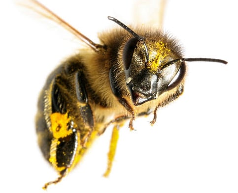 Bee Removal Mckinney