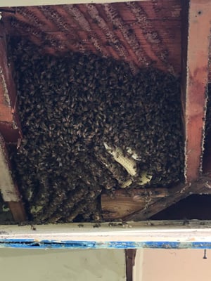 Bee colony in birdhouse structure