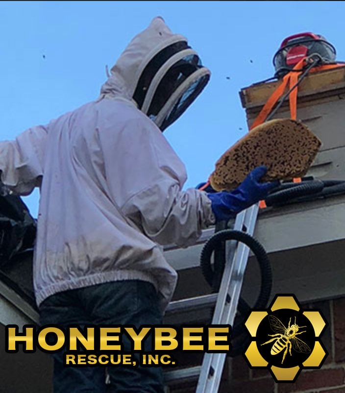 Roof Bee Removal Honeycomb