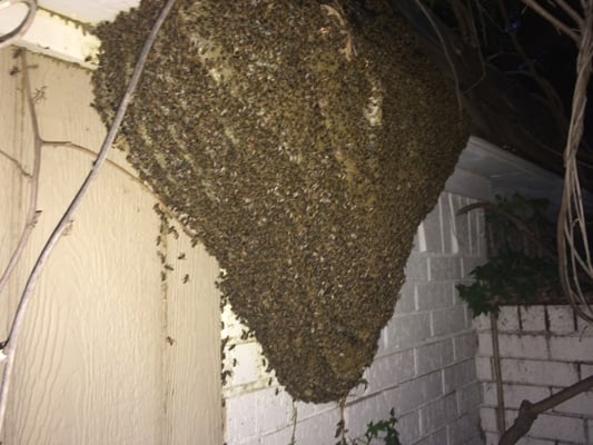 Large Hive Removal