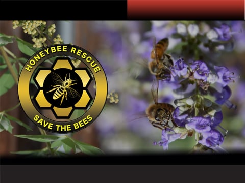 Fort Worth Bee Removal service Montserrat Texas width=