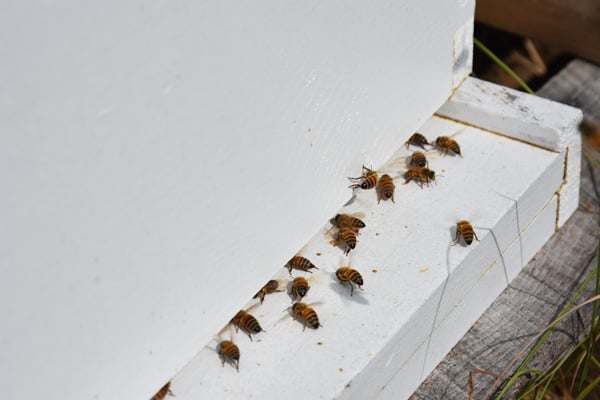 Bee Removal from Wood