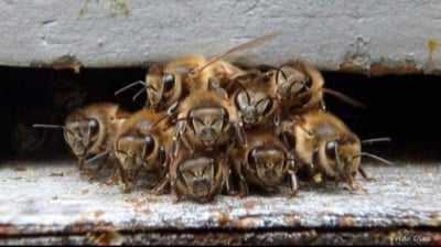 Bee Removal Services in Houston - Honey Bee Rescue - Honey Bee Rescue