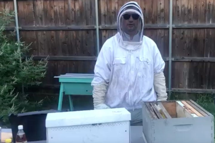 Bee Hive Removal and Beekeepers  Near Dallas Texas width=