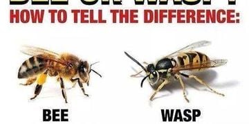 Comparison between a bee and a wasp