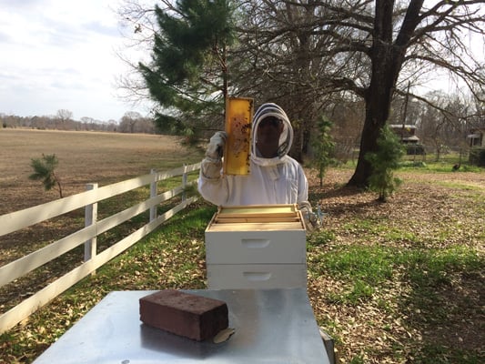 Beekeeping Hive
