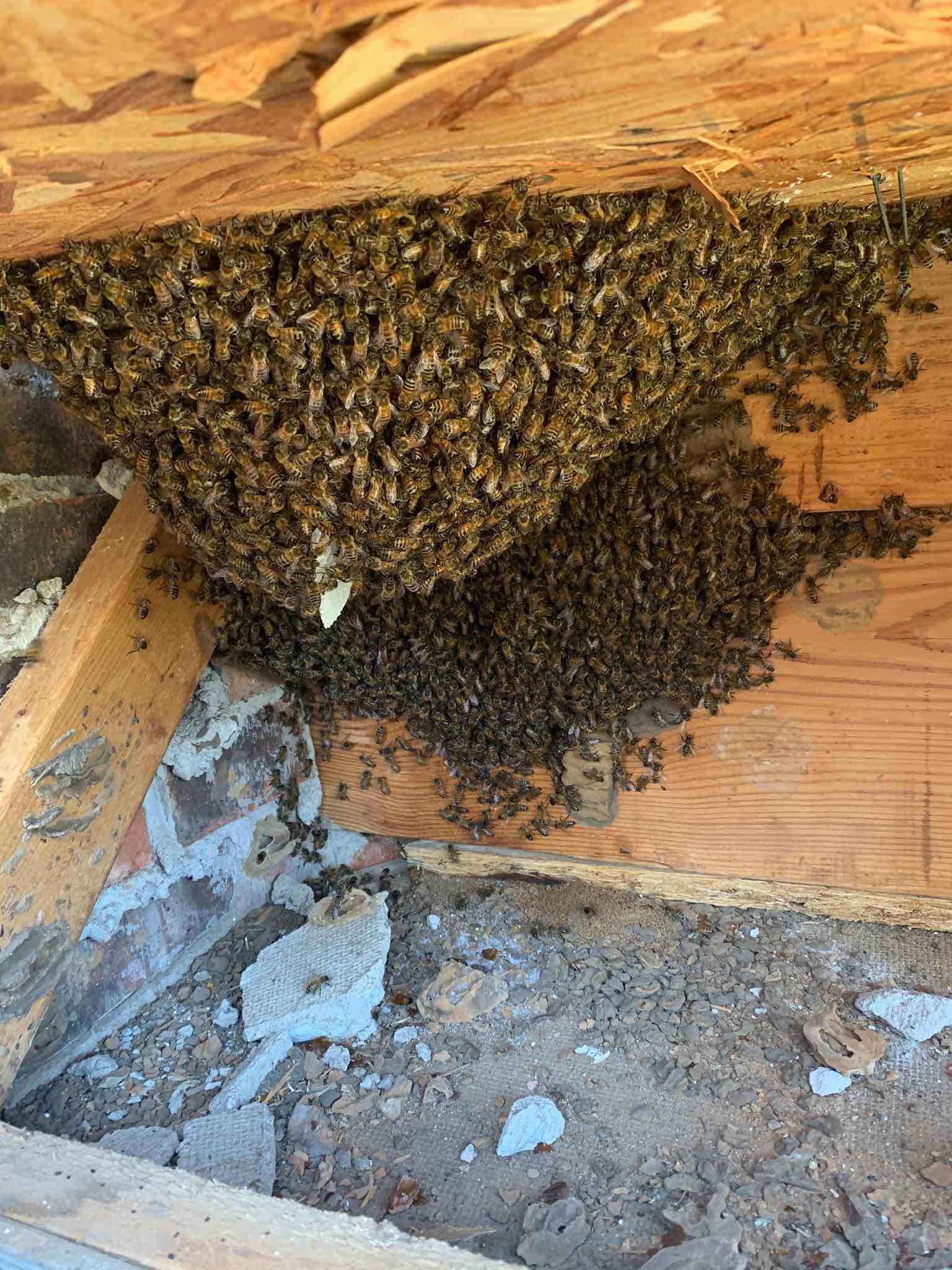 Fence Hive