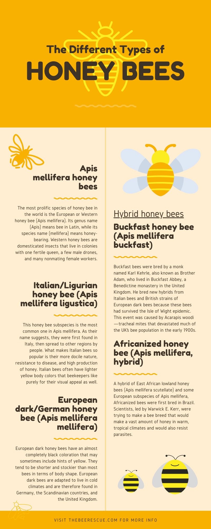 The Different Types of Honey Bees - Honey Bee Rescue