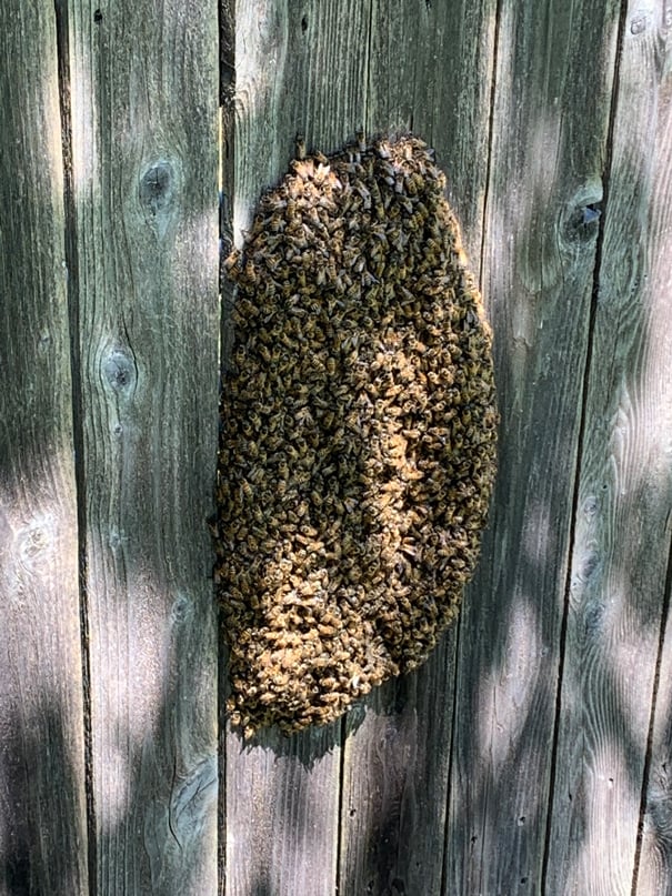 Fence Hive