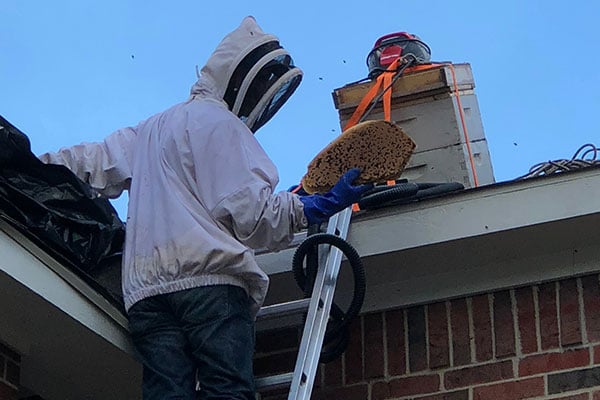 Bee Removal Honeycomb - Dallas