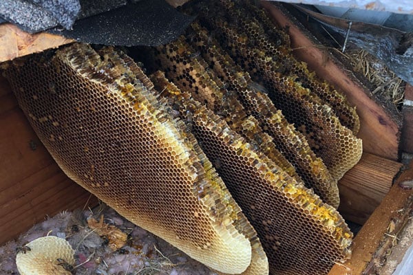 Bee Removal Honeycombs - Dallas