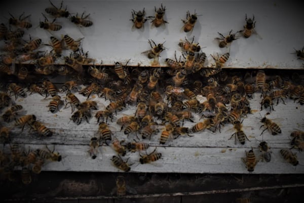 Honeybee Removal
