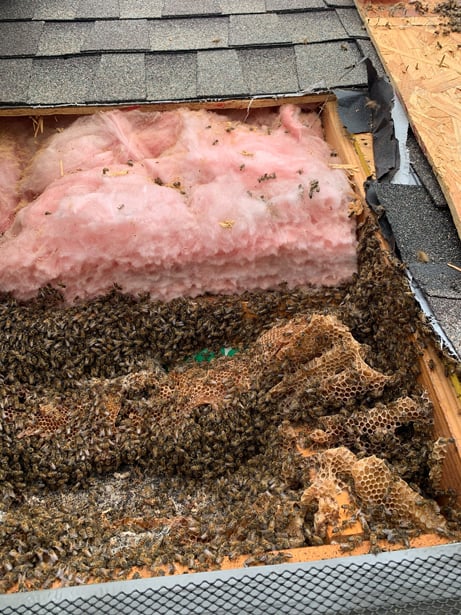 Hive in Roof