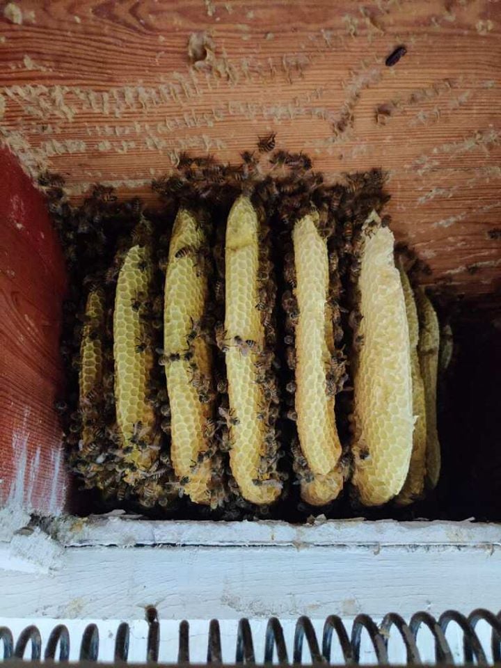 Ground Hive