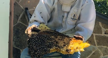 Honeybee Parasites width=