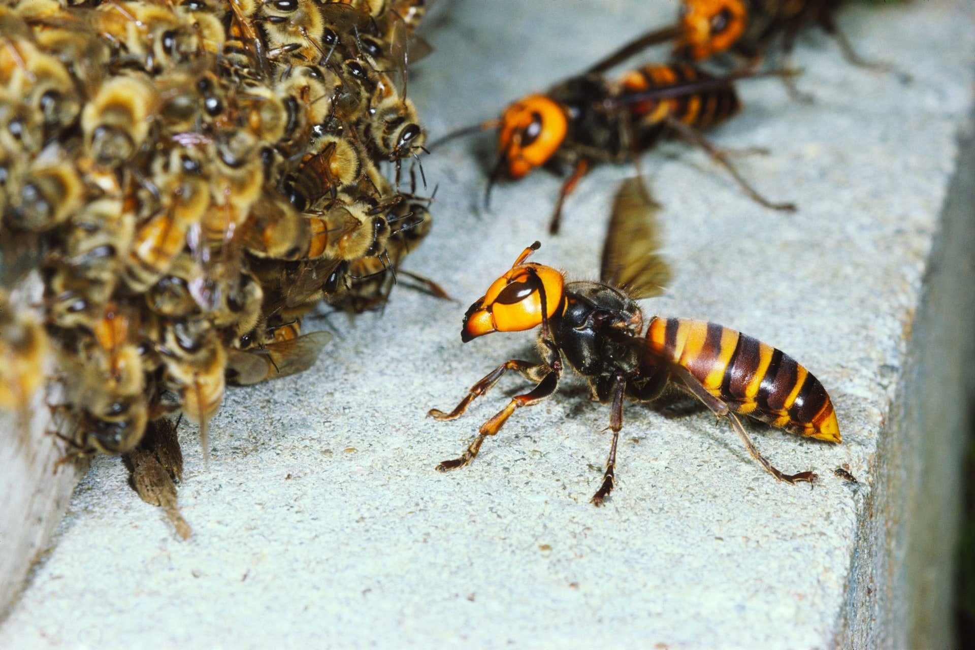 What Happens If You Kill A Queen Wasp? - Revive A Bee