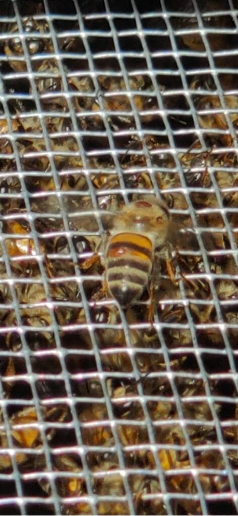 Bees in Cage