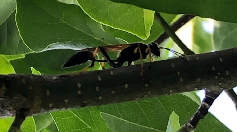 Wasps and Hornets of Texas