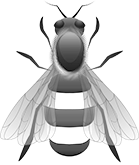 Queen bee illustration