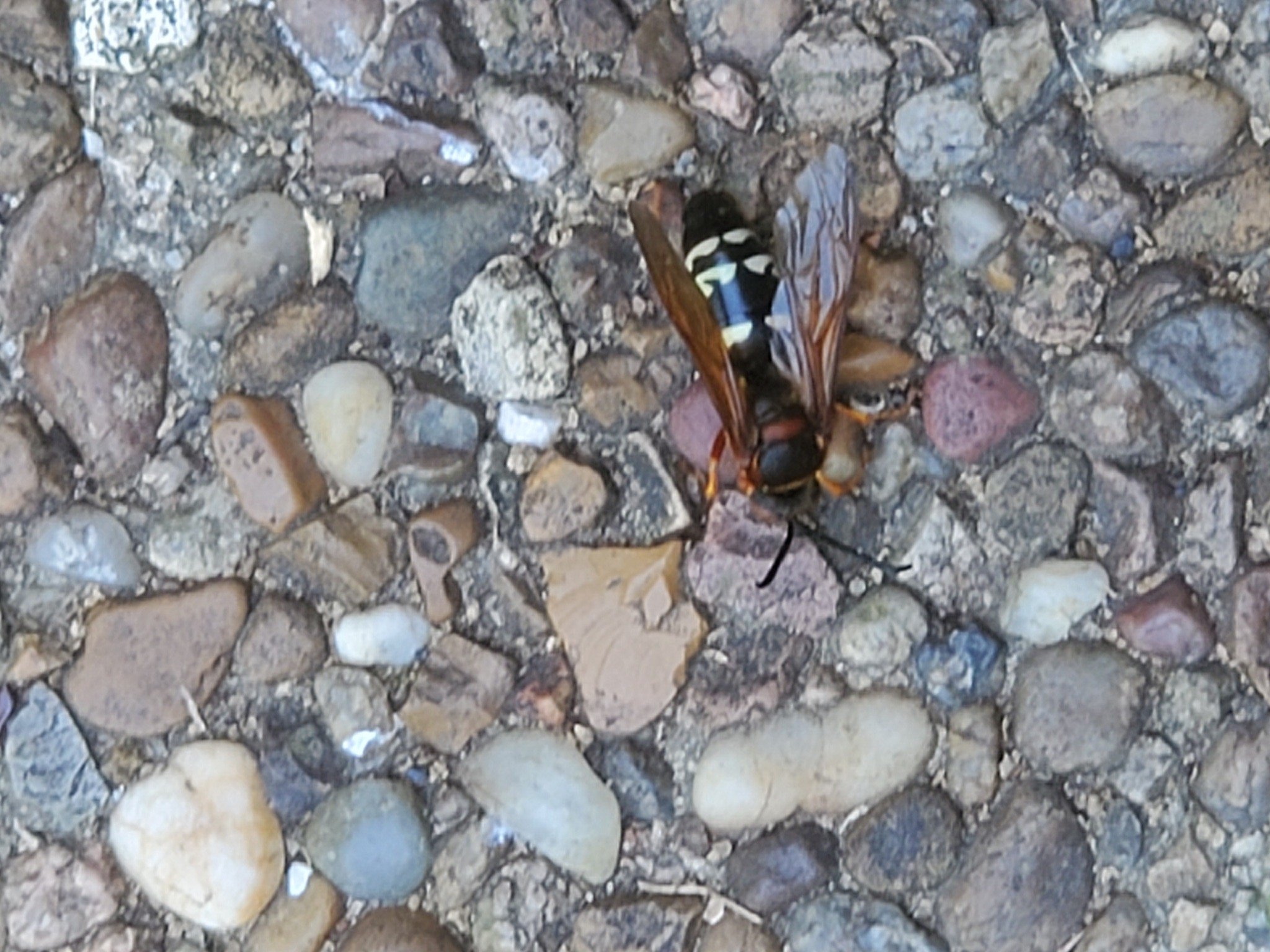 Mud Daubers  Texas Apiary Inspection Service (TAIS)